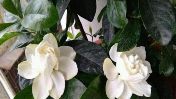 『栀子花』养了一个月的栀子花,已经枯萎了,还能救活吗