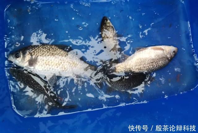 『鱼竿』野钓4小时无口,本以为要空军而归,鱼竿收到一半却中获大板鲫