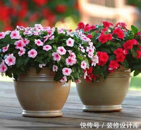  [油绿]4种不怕晒的花草，越晒花开越旺，叶油绿，开花旺，清凉一夏