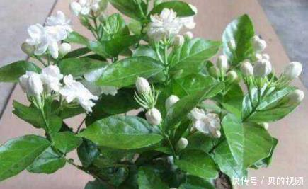  花开一：这5种花，一开就是200多天，养护简单易爆盆，花开一夏！