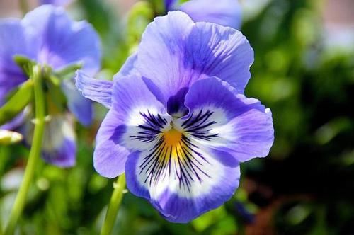 『款花』3款花非常适合新手，30天不浇水依然开花，越不管长的越旺，好养