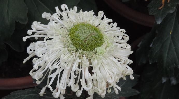  「蟹爪兰」喜欢菊花，就养盆“珍品名菊”淡粉千杯，似白色向日葵，清新典雅
