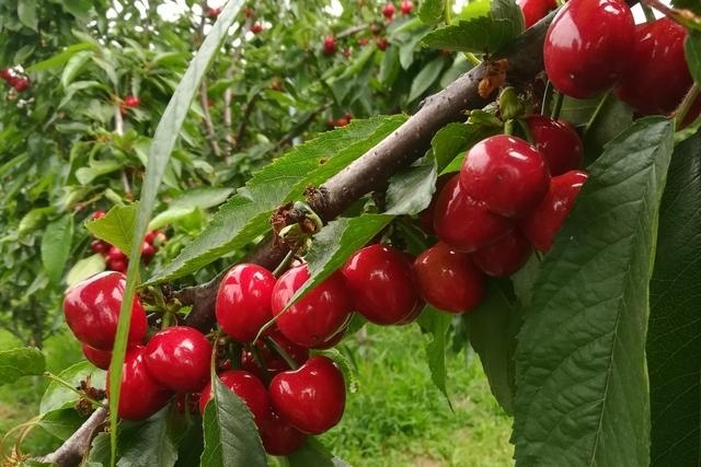  「抢购一空」120元一斤，亩销售25万，未上市就被抢购一空，什么水果？