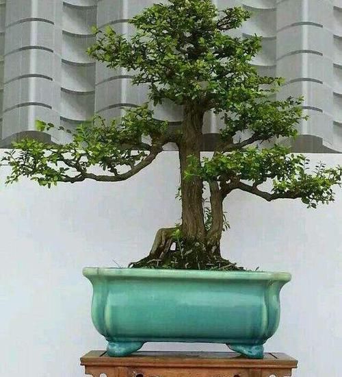  格木■山格木盆景能在北方养护吗，养护需要注意什么？