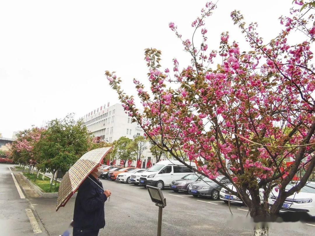  [樱花]美！湖口这里居然有十里樱花，你知道在哪吗？