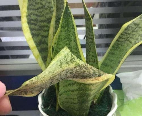  [养虎皮兰]虎皮兰叶子“软踏踏，黏糊糊”？就一个原因，早解决、早托生