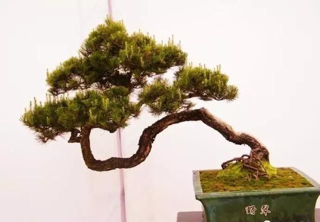 盆景大师都爱玩，山松会否成为下一个热点？