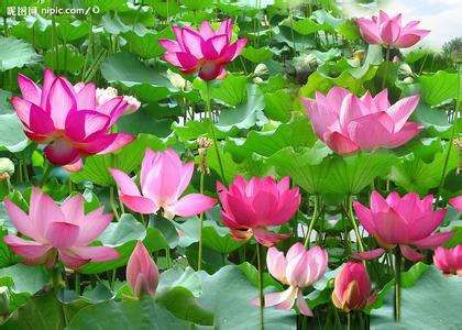  要想@大缸养荷花，要选多大口径多深的缸呢，几月份栽合适？