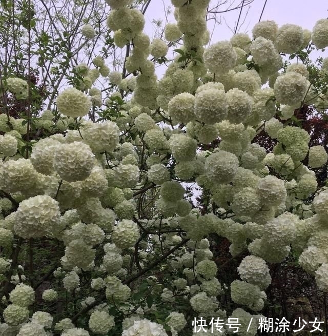 【绣球】1种“绣球树”,每年4月满树开花,1个花朵比脸大,一般人养不了