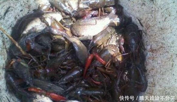 当年好奇放生5只小龙虾，如今泛滥成灾酿大祸！