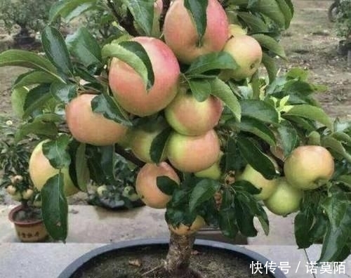  种植■胡大妈在家种“果树”，6个月长成“小盆景”，3年结出20个果，值