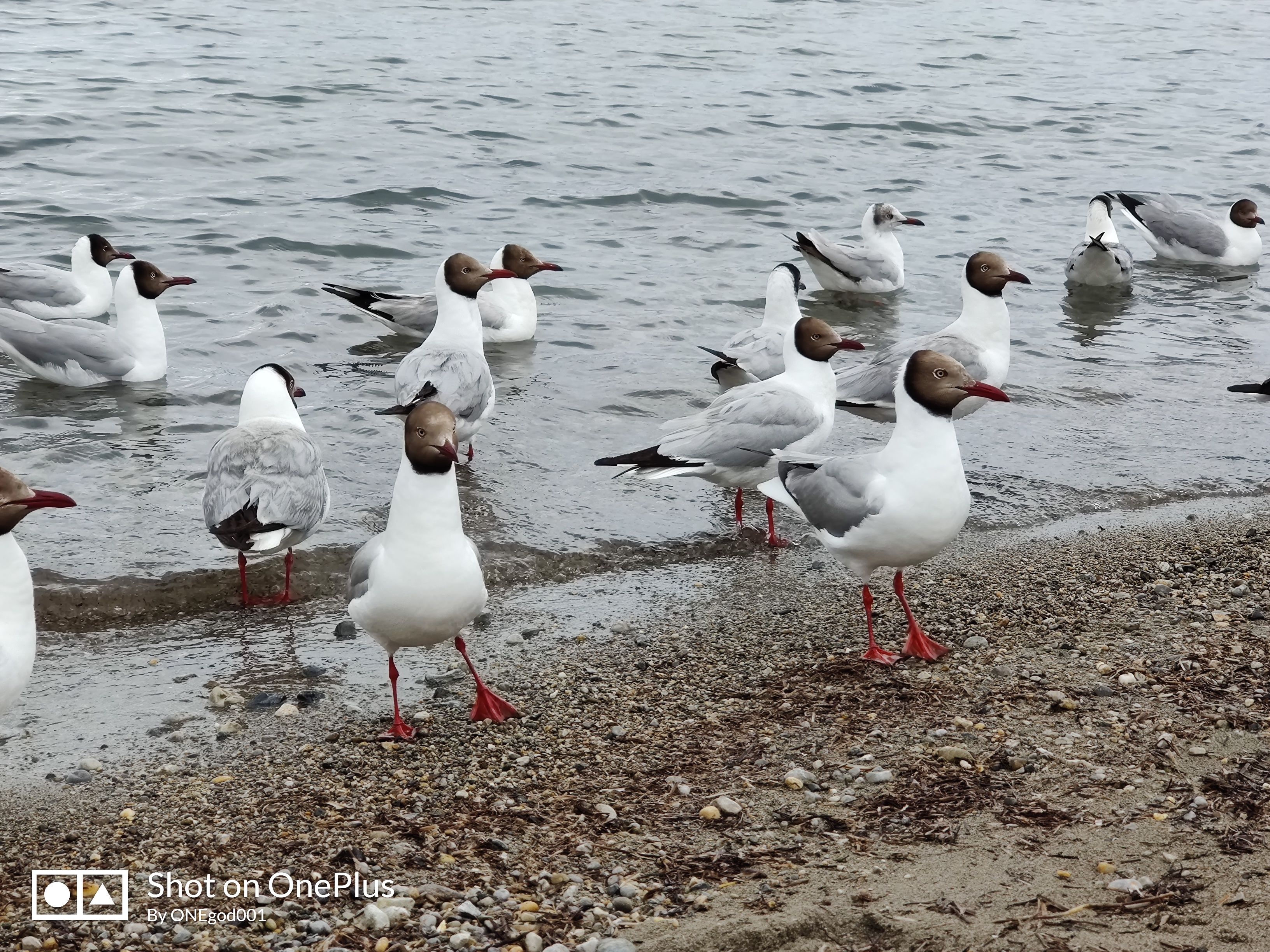 川进青出，十五天三省，318全线，冰川、湖泊、雪山探秘之旅。