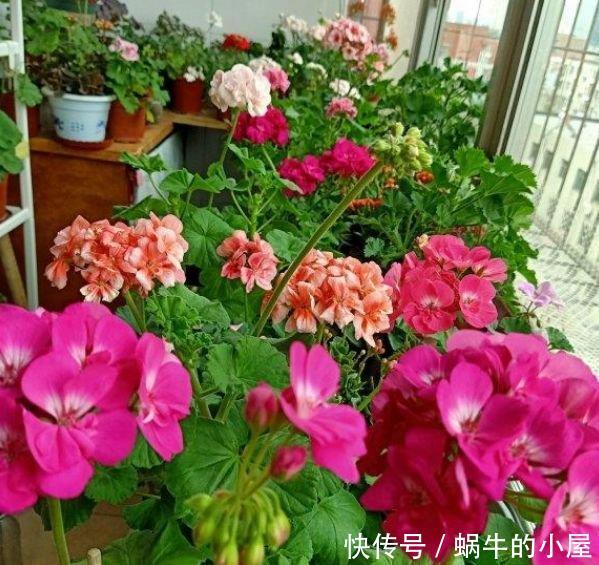  『常养』常养4种花,好养易活沾土就活，有水就疯长，开花量大能爆盆
