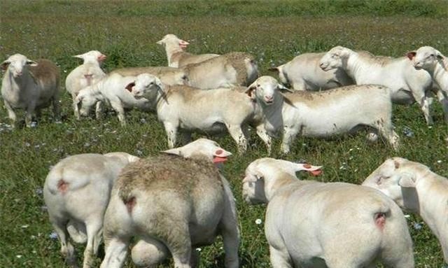 农村养殖户减少，为什么越来越多人不看好养殖行业呢