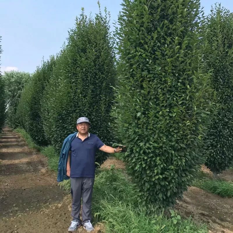庭院深深，中式庭院 · 怡然自得