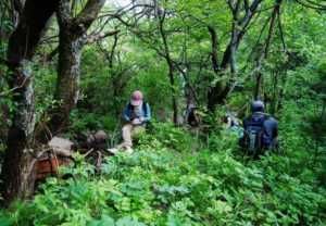  [小瞧]农村植物，矮大黄若碰到请您保护它，当今价值颇高且不可