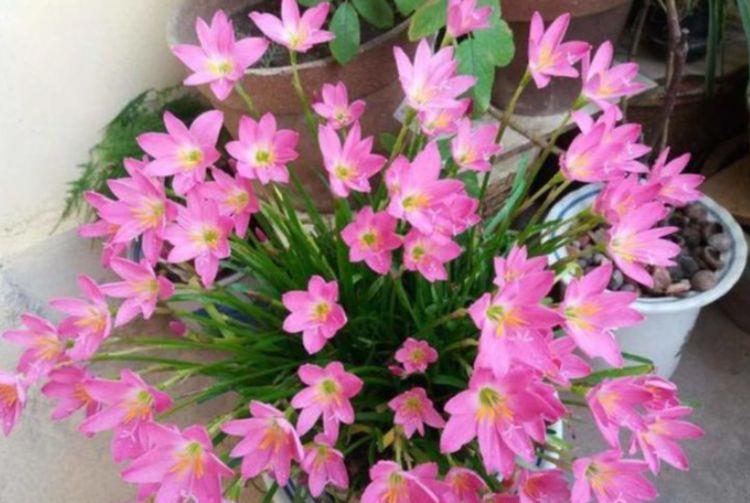 #爱爆#夏天养几种花,耐热好养不操心,花色美艳爱爆盆,娇艳欲滴人人爱
