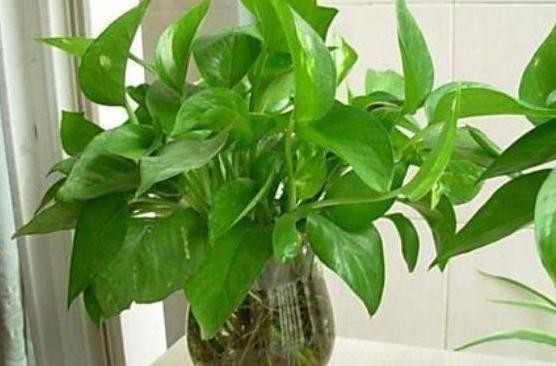  #好看#想要无土栽培该怎么办？5方面处理到位，啥花都能好看又好养