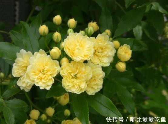 『花小』黄木香花花朵朵,花小无味装饰美
