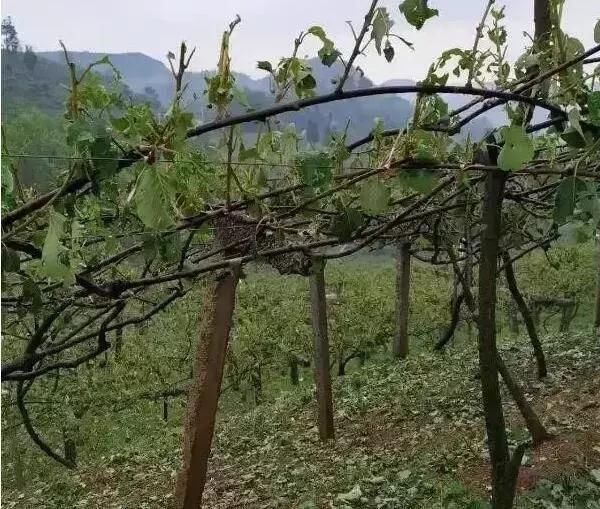 痛心！冰雹、暴雨、霜冻突袭，农民损失惨重！（附补救措施）