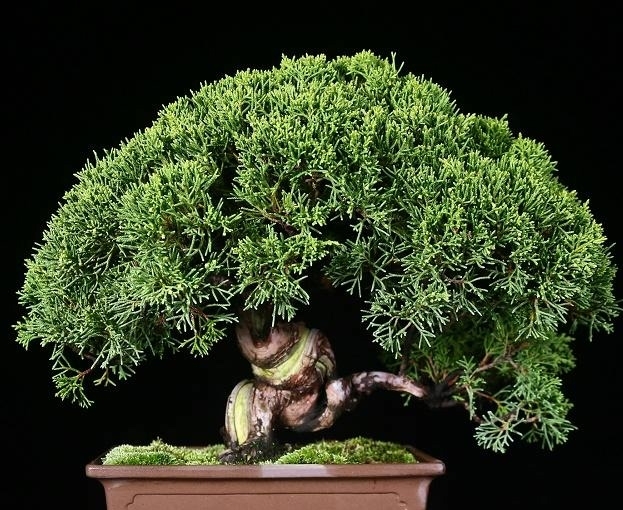 香港盆景展会作品欣赏,审美是人的天性,体验极简盆景带来的美