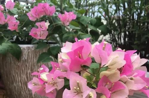  #三角梅#三角梅花色绚丽，花期长，易栽培，栽种三角梅要注意什么？