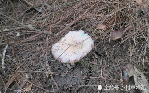 “它”弥足珍贵，若是长在您家乡，请别客气，带走吧