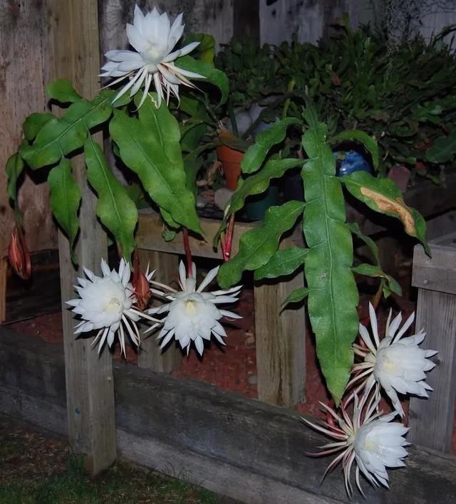  『夜晚』6种在夜晚灿烂开花的盆栽，花朵有迷人的香味，清晨花朵就凋谢