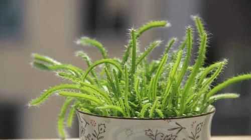  『吃不完』这3种水果，吃完“核”别扔，养成盆栽，来年果子吃不完！