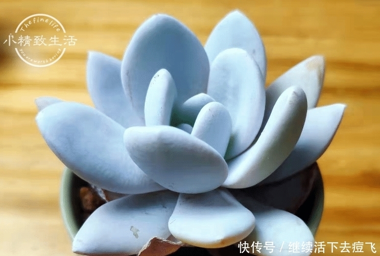 潜在开挂区|养多肉,地域很重要,来看看你是在开挂区,还是地狱逆挂区