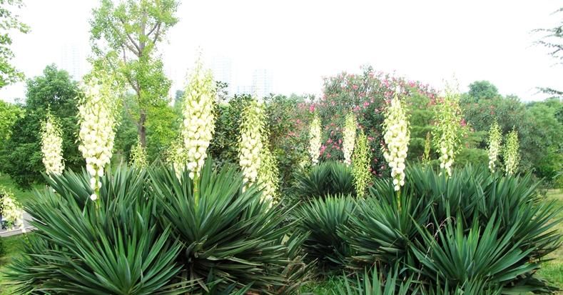  「强健」丝兰，一种百合科类植物，性强健，最容易存活?
