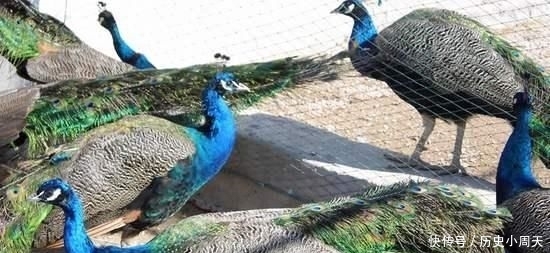  喂养■饲料成本低，一斤卖出100元，养殖新风口？农民：致富经可