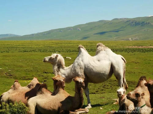 醉在托乎拉苏草原上