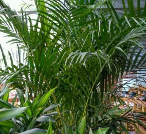  [夏季养护富贵椰子]养一盆东南亚风光植物富贵椰子，总是干尖发黄怎么办？小心这种虫
