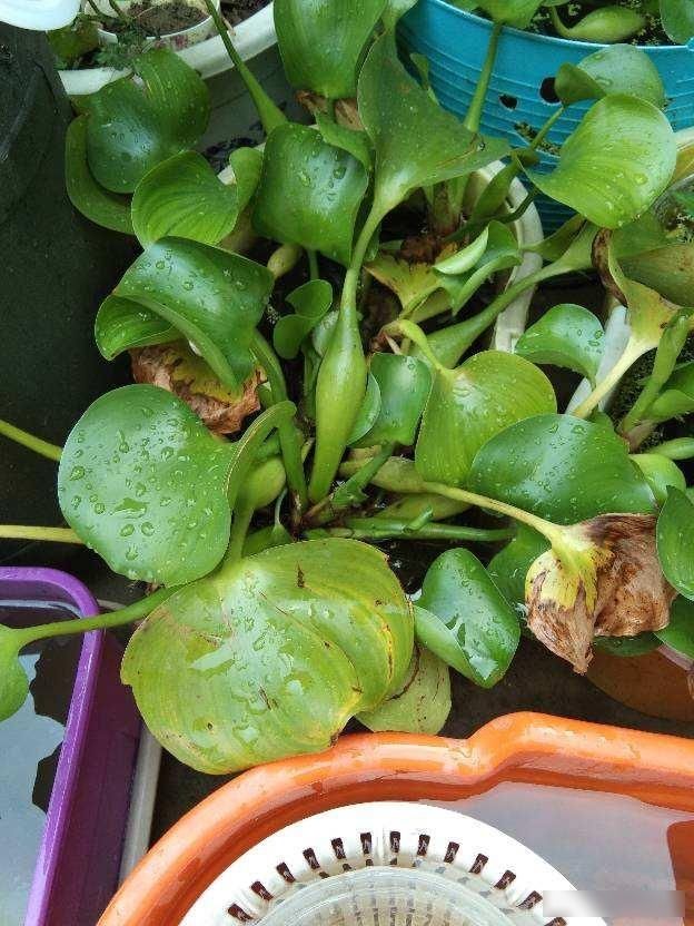  「用小喷壶」复工在即，那些一个多月没管的花，该怎么养护？