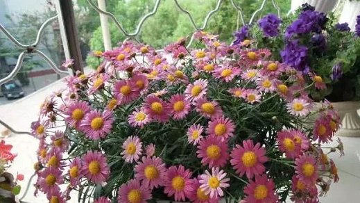 #大岩桐#这5种花,别喷水到叶子上,不然立马死掉