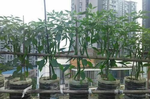  「辣椒」捡回来3个“空油桶”，种辣椒，1棵能结5斤多，足够一家人吃
