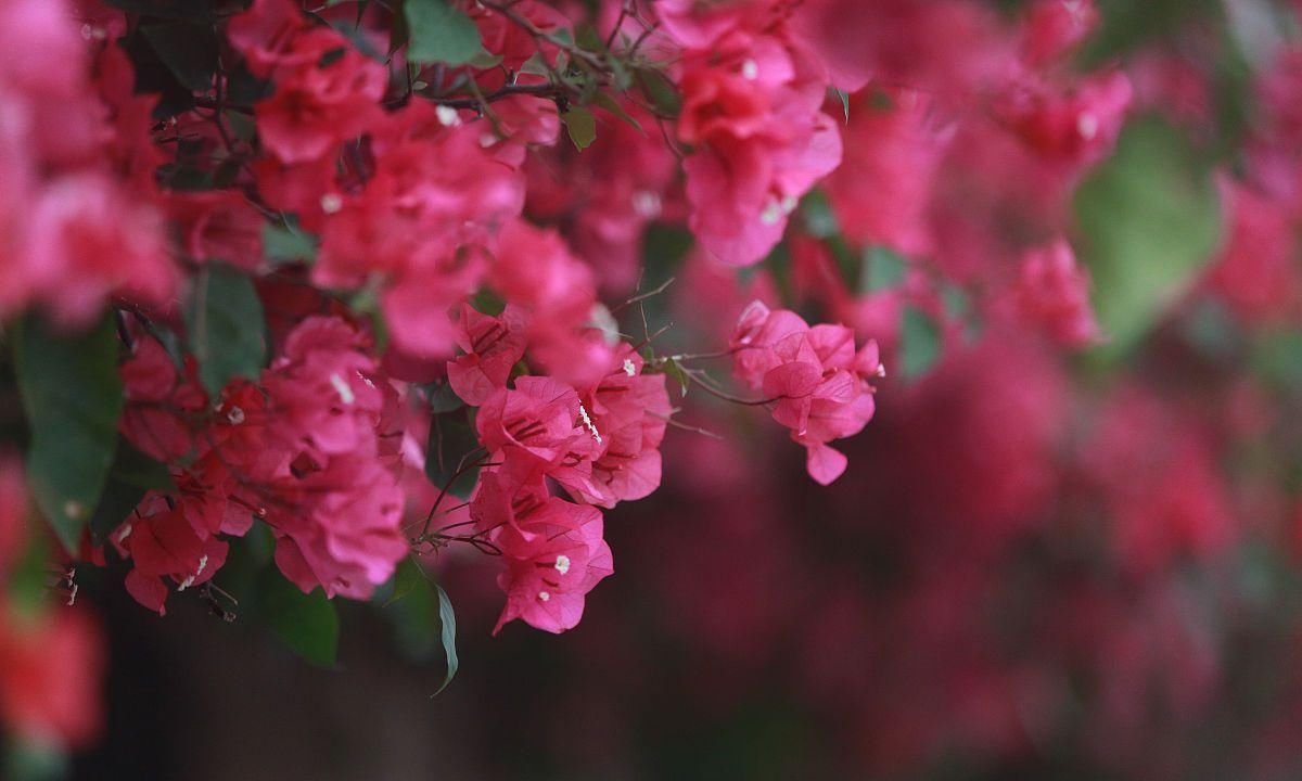  「三角梅」春分后，此花种2棵，摆在阳台，美的移不开眼！