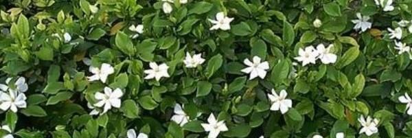 「栀子花」栀子花叶子发黄有黑斑怎么办