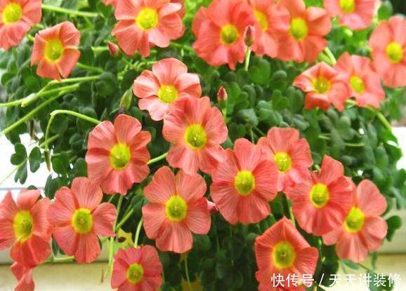  [图片作者]15种超级好养的花，不死鸟居然不是第一，“养花杀手”们试一试吧