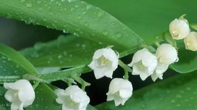  「寒冷」这花原产在寒冷山区，现在风靡全国，花香怡人能杀菌，但全株有毒