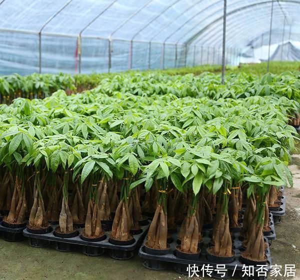  「种植」花卉种植技术：种植发财树如何浇水才正确，往哪浇水怎么浇水法？