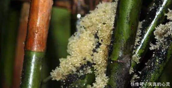  #竹子#竹子上长的山珍堪比燕窝，很多人不知天天吃，不料如此珍
