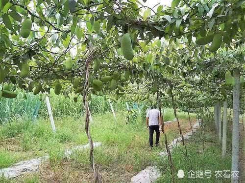  种植@亩产4千斤，一斤60元，如今大力发展成致富果