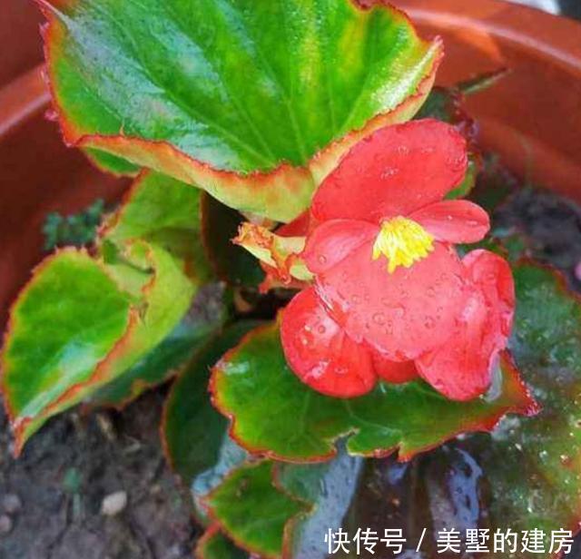漂亮|养6种花,扦插真简单,不用生根粉也能快速生根成活