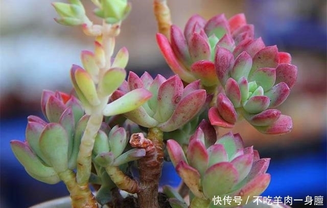 『会晒』多肉植物最喜欢的温度是多少?会晒死吗?大部分多肉不是晒死的