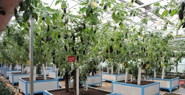 新型“茄子树”高3米，单株产量上千斤，一次种植收益6年
