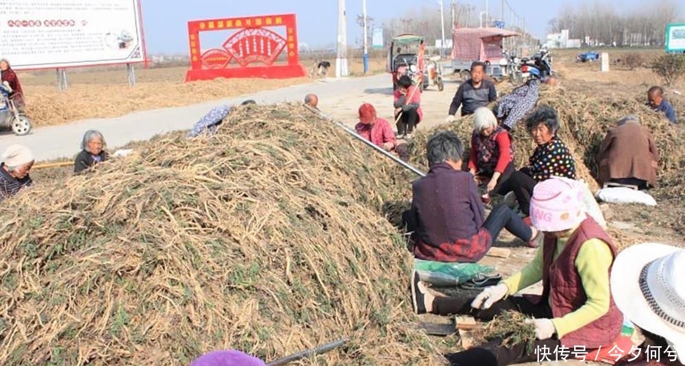  #利润#亩利润5千，家家户户不种粮，如今田里堆成小山，种植户：