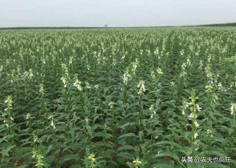  「传统」农村渐渐消失的3种传统农作物，种植的人越来越少了，你