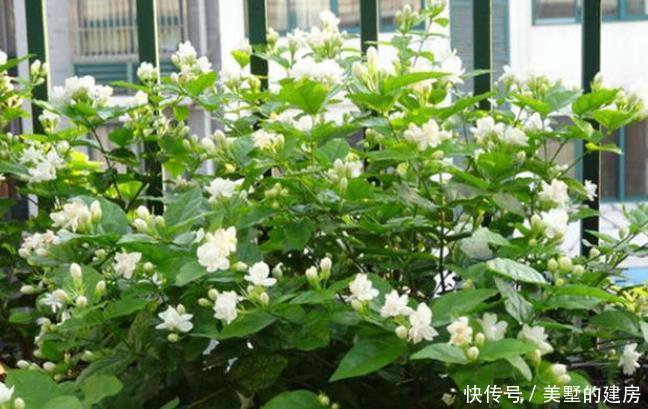 富贵|这4种花可以养出“富贵命”,寓意平平安安,聪明的家长都在养!